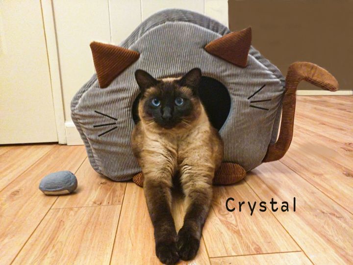 Crystal - Adopted 2