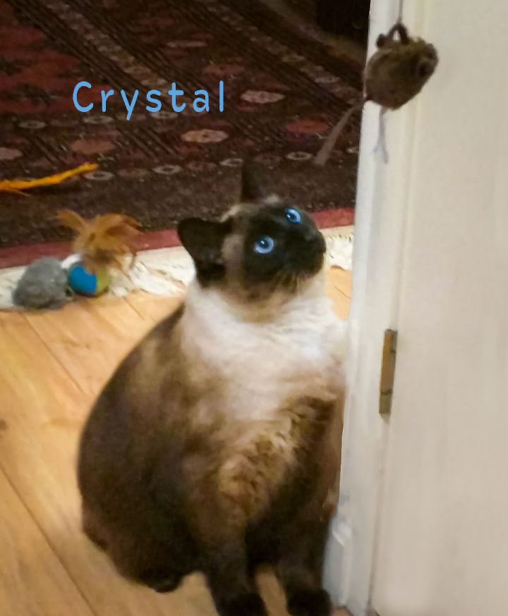 Crystal - Adopted 3