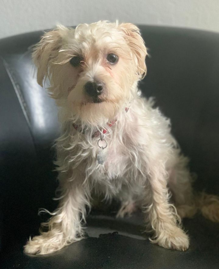 Max, an adopted Maltese & Poodle Mix in Santa Monica, CA_image-1