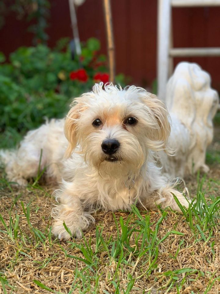 Max, an adopted Maltese & Poodle Mix in Santa Monica, CA_image-4