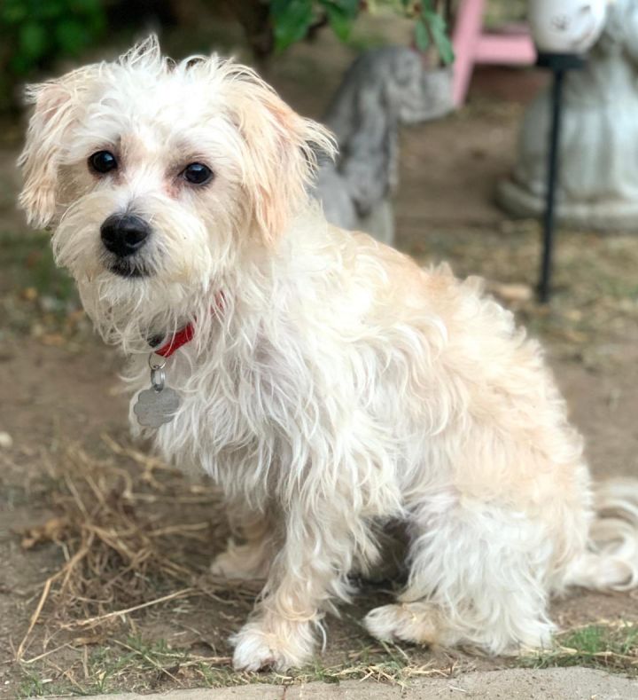 Max, an adopted Maltese & Poodle Mix in Santa Monica, CA_image-5