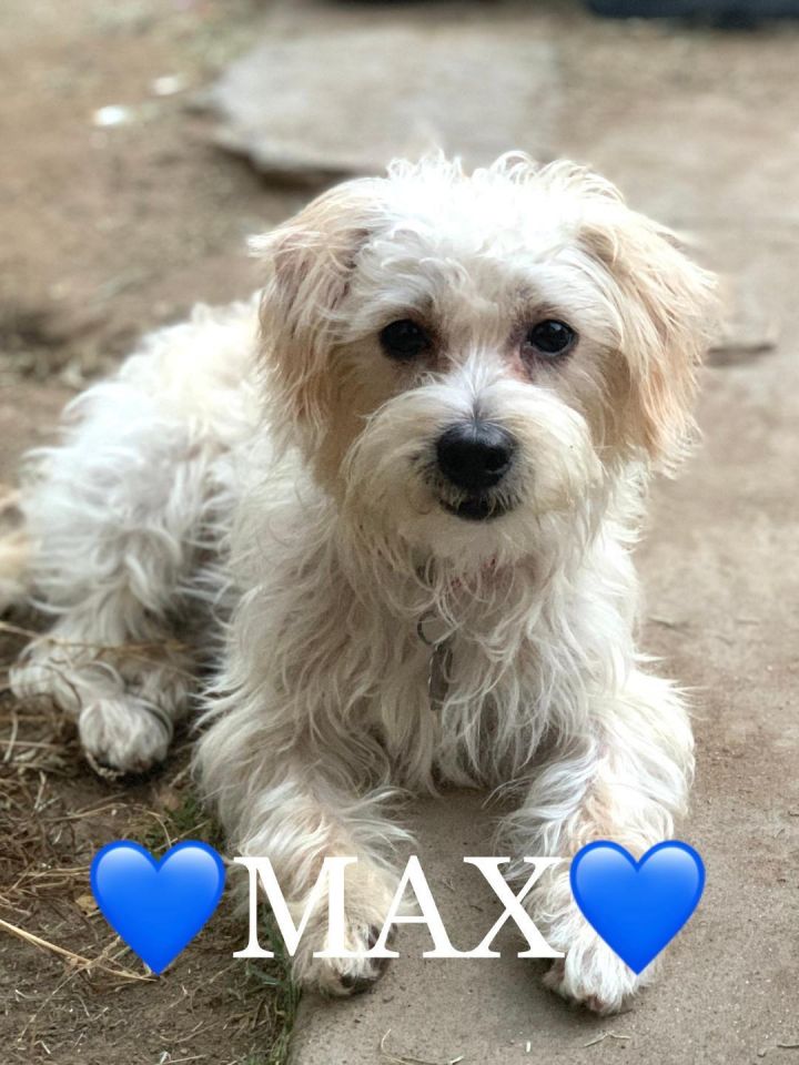 Max, an adopted Maltese & Poodle Mix in Santa Monica, CA_image-6