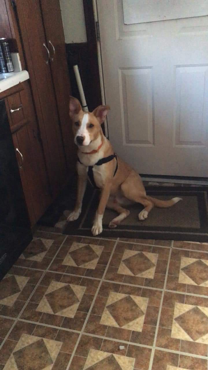 Yakko, an adopted Terrier in Aurora, IL_image-1