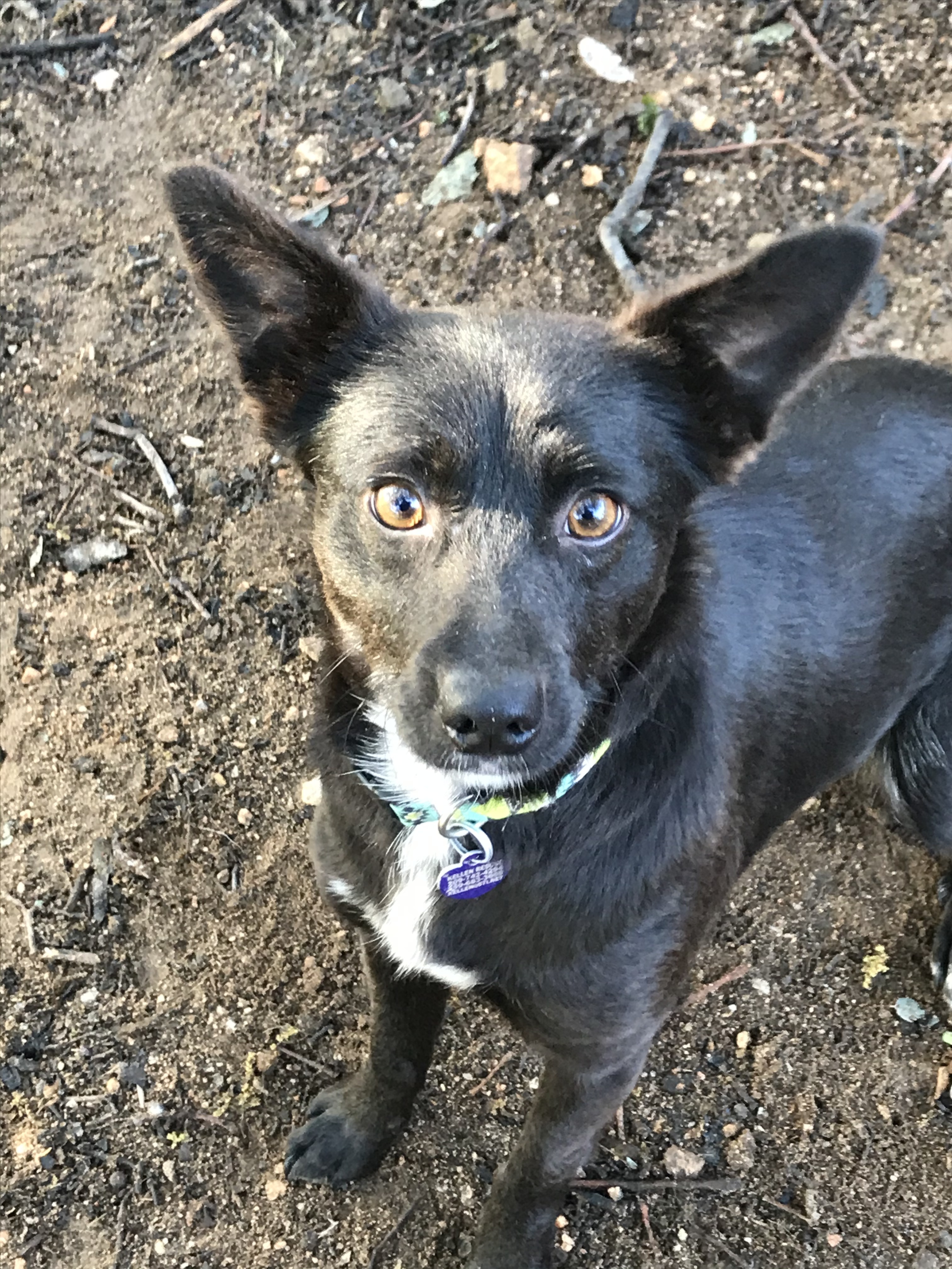 Dynah - California, an adoptable Terrier in Oakhurst, CA, 93644 | Photo Image 2