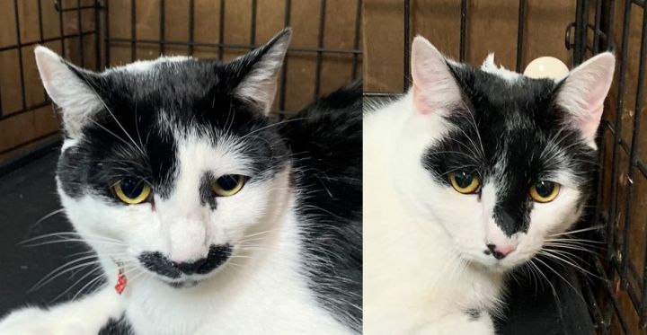 Mustache and Claude, an adopted Domestic Short Hair in Medford, MA_image-1