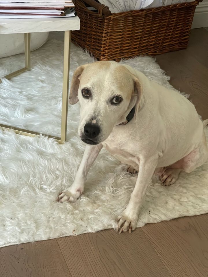 Lola, an adopted Labrador Retriever Mix in Marina Del Rey, CA_image-1