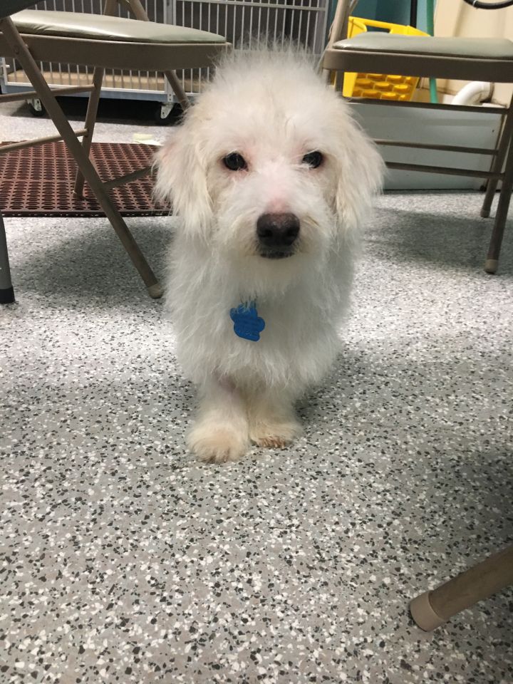 Falkor, an adopted West Highland White Terrier / Westie & Poodle Mix in Tulsa, OK_image-2