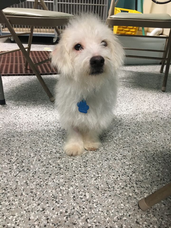Falkor, an adopted West Highland White Terrier / Westie & Poodle Mix in Tulsa, OK_image-3