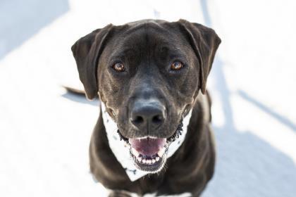 Zeus, an adoptable Labrador Retriever in Elizabeth City, NC, 27906 | Photo Image 1