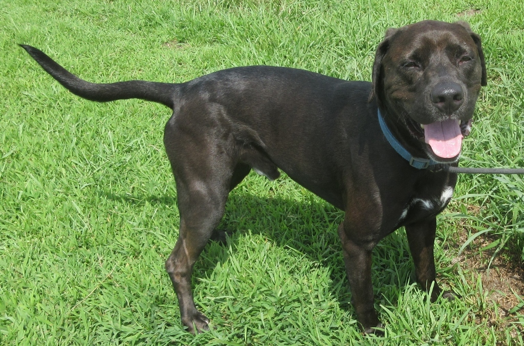 Zeus, an adoptable Labrador Retriever in Elizabeth City, NC, 27906 | Photo Image 2