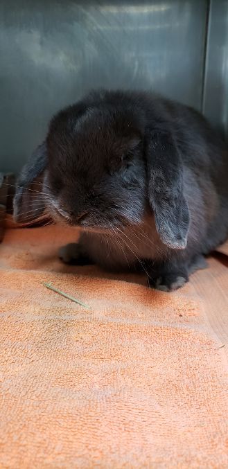 Thumbelina, an adopted English Lop in Los Angeles, CA_image-1