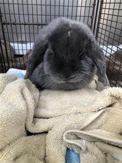 Thumbelina, an adopted English Lop in Los Angeles, CA_image-4