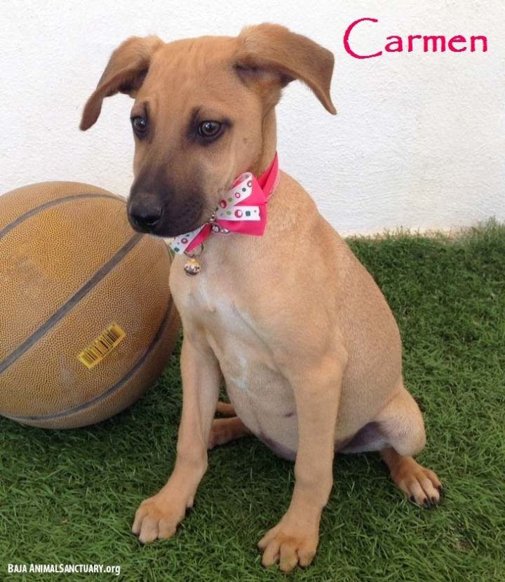 Carmen 1