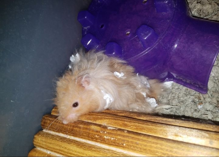 Poncho, an adopted Hamster in Olympia, WA_image-3