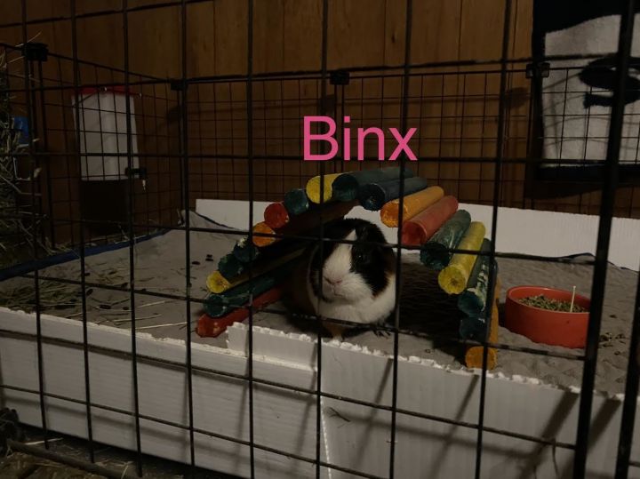 Binx + Paya (H2H), an adopted Short-Haired in Edgewood, WA_image-2