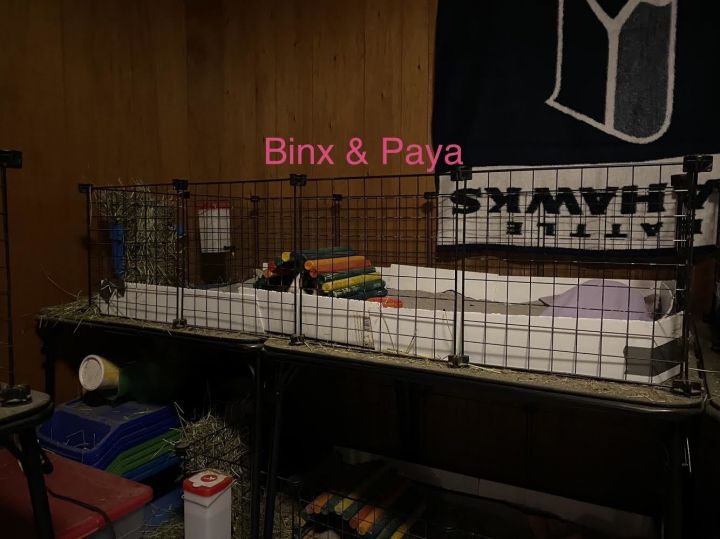 Binx + Paya (H2H), an adopted Short-Haired in Edgewood, WA_image-3