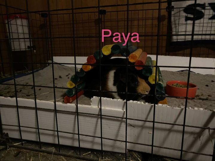 Binx + Paya (H2H), an adopted Short-Haired in Edgewood, WA_image-4