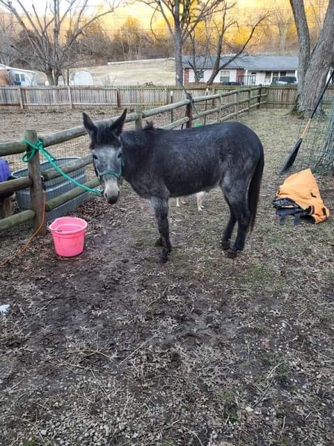Delilah, an adopted Mule Mix in High Ridge, MO_image-4
