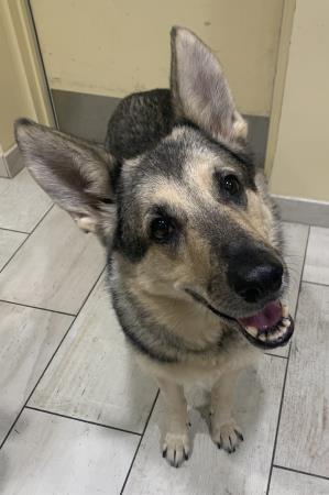 Gracie, an adopted German Shepherd Dog in Baldwin, MD_image-1