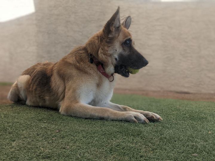 Tempe, an adopted German Shepherd Dog in Glendale, AZ_image-2