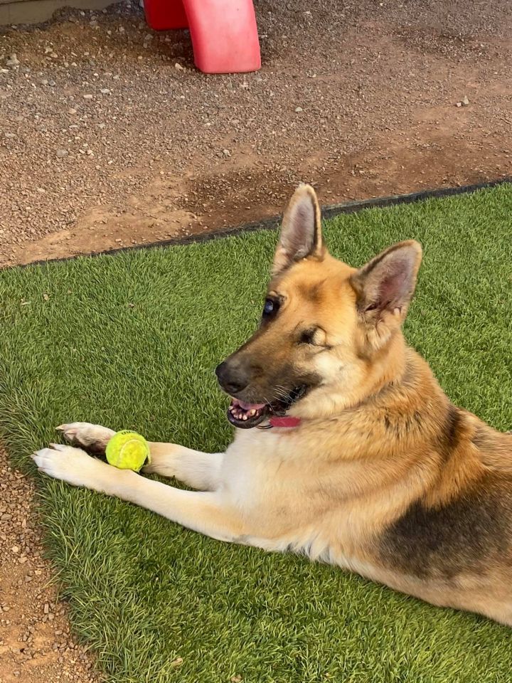 Tempe, an adopted German Shepherd Dog in Glendale, AZ_image-3