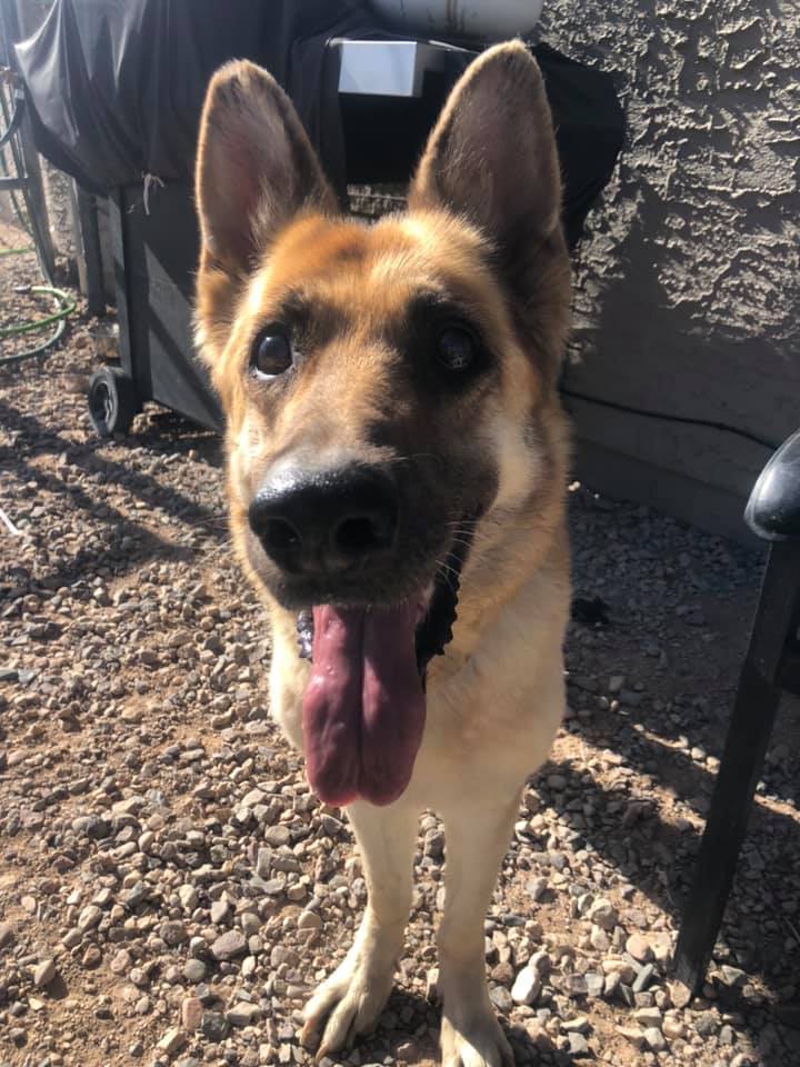 Dog For Adoption Tempe A German Shepherd Dog In Glendale Az Petfinder