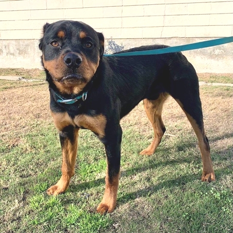 Friday, an adopted Rottweiler in Los Angeles, CA_image-3