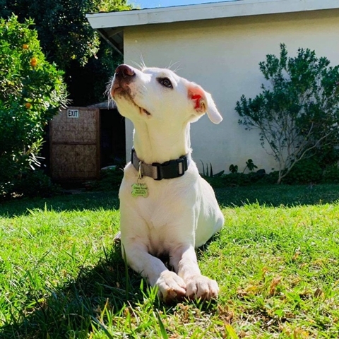 Heidi, an adopted Labrador Retriever Mix in Los Angeles, CA_image-5