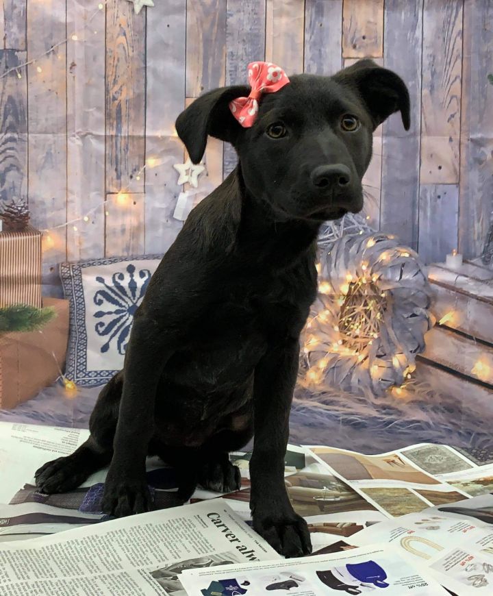 Tina, an adopted Labrador Retriever Mix in Lodi, NJ_image-4