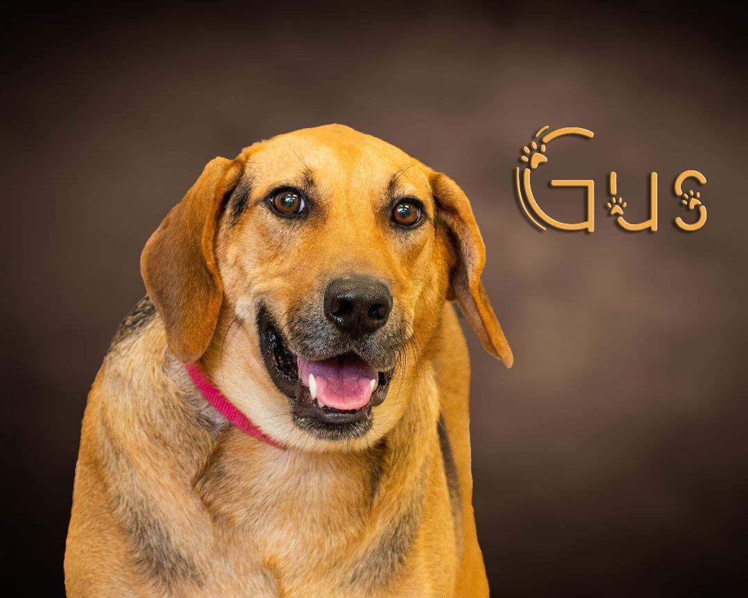 Gus , an adoptable Hound, Labrador Retriever in Somerset, PA, 15501 | Photo Image 1