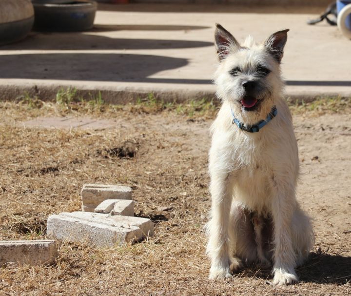 Rupert, an adopted Schnauzer & Border Terrier Mix in Pflugerville, TX_image-1