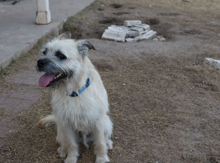 Rupert, an adopted Schnauzer & Border Terrier Mix in Pflugerville, TX_image-4