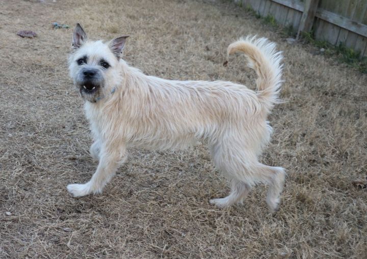 Rupert, an adopted Schnauzer & Border Terrier Mix in Pflugerville, TX_image-6