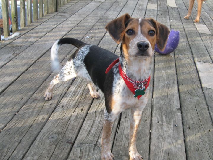 Missy, an adopted Hound & Beagle Mix in Aurora, IL_image-2