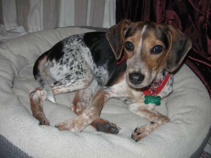 Missy, an adopted Hound & Beagle Mix in Aurora, IL_image-3