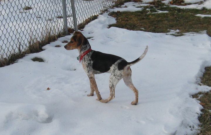 Missy, an adopted Hound & Beagle Mix in Aurora, IL_image-1