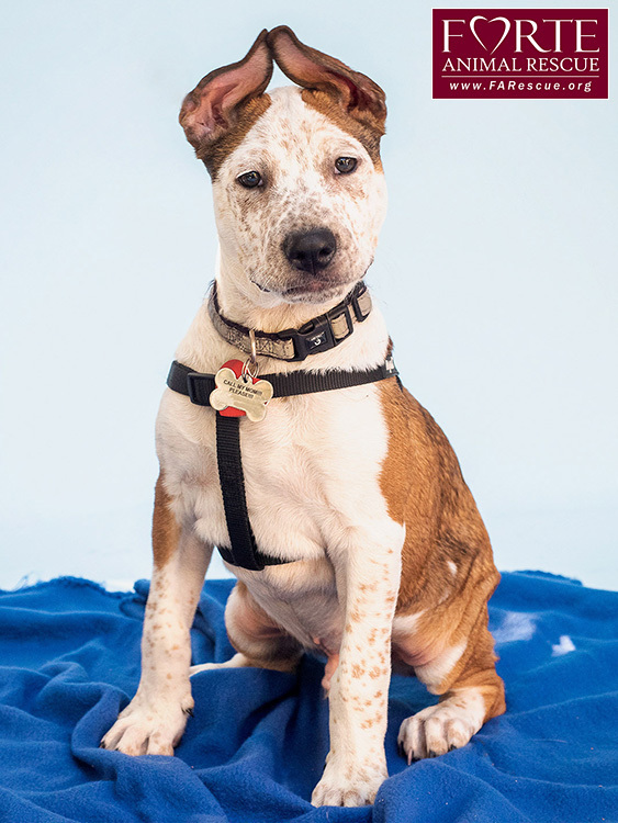 Baby, an adopted Cattle Dog & American Staffordshire Terrier Mix in Marina Del Rey, CA_image-1