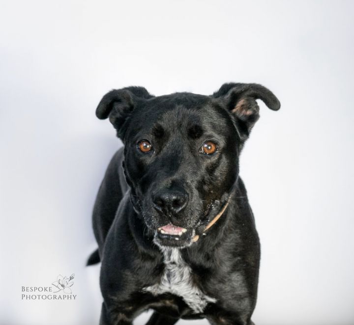 Denny, an adoptable Shepherd & Pit Bull Terrier Mix in Kansas City, MO_image-1