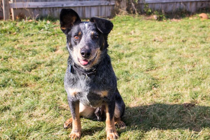 Chip, an adopted Australian Cattle Dog / Blue Heeler in Hempstead, NY_image-2