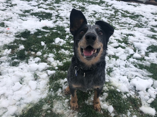 Chip, an adopted Australian Cattle Dog / Blue Heeler in Hempstead, NY_image-4