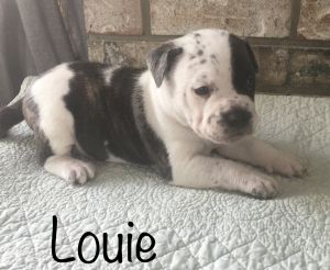 Louie