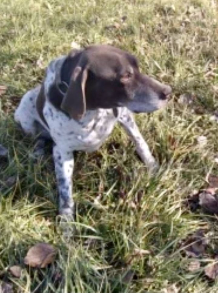 Dog For Adoption Cody A German Shorthaired Pointer In Clinton Tn Petfinder