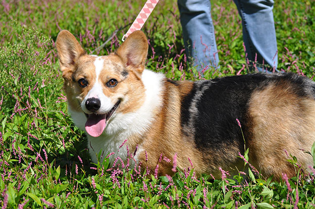 Dog for adoption - Curly Joe, a Pembroke Welsh Corgi ...