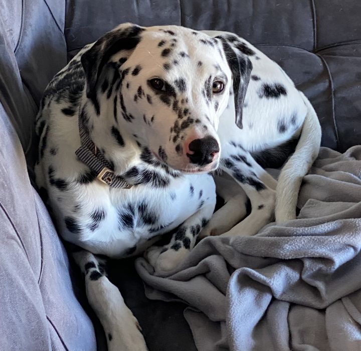 Dog For Adoption Neo A Dalmatian In North Miami Beach Fl Petfinder