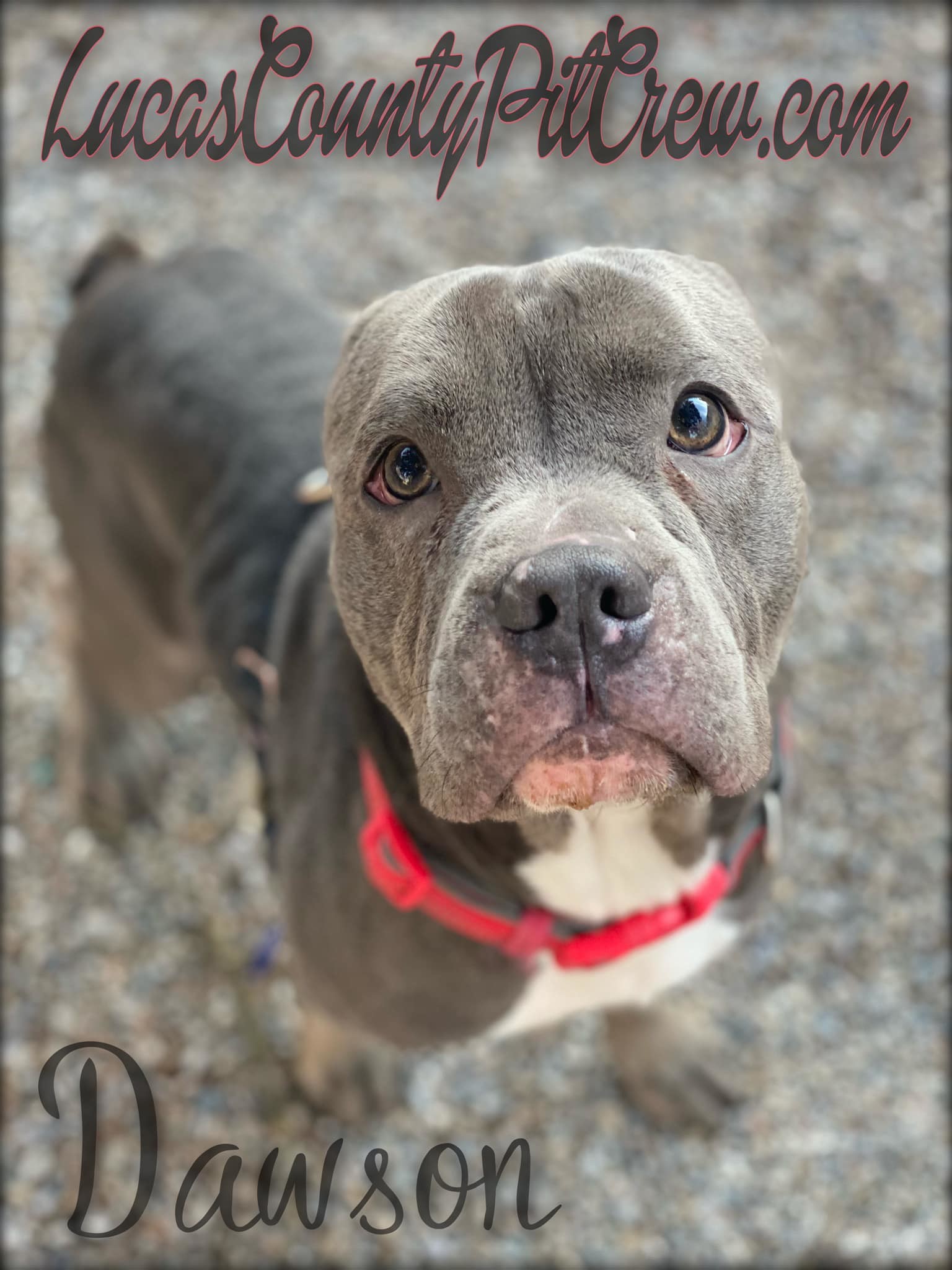 Dawson, an adoptable American Staffordshire Terrier, Pit Bull Terrier in Toledo, OH, 43615 | Photo Image 2