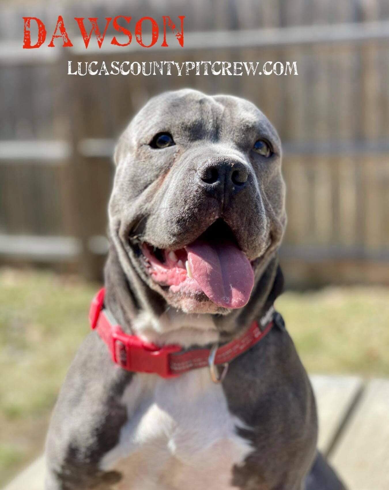 Dawson, an adoptable American Staffordshire Terrier, Pit Bull Terrier in Toledo, OH, 43615 | Photo Image 3