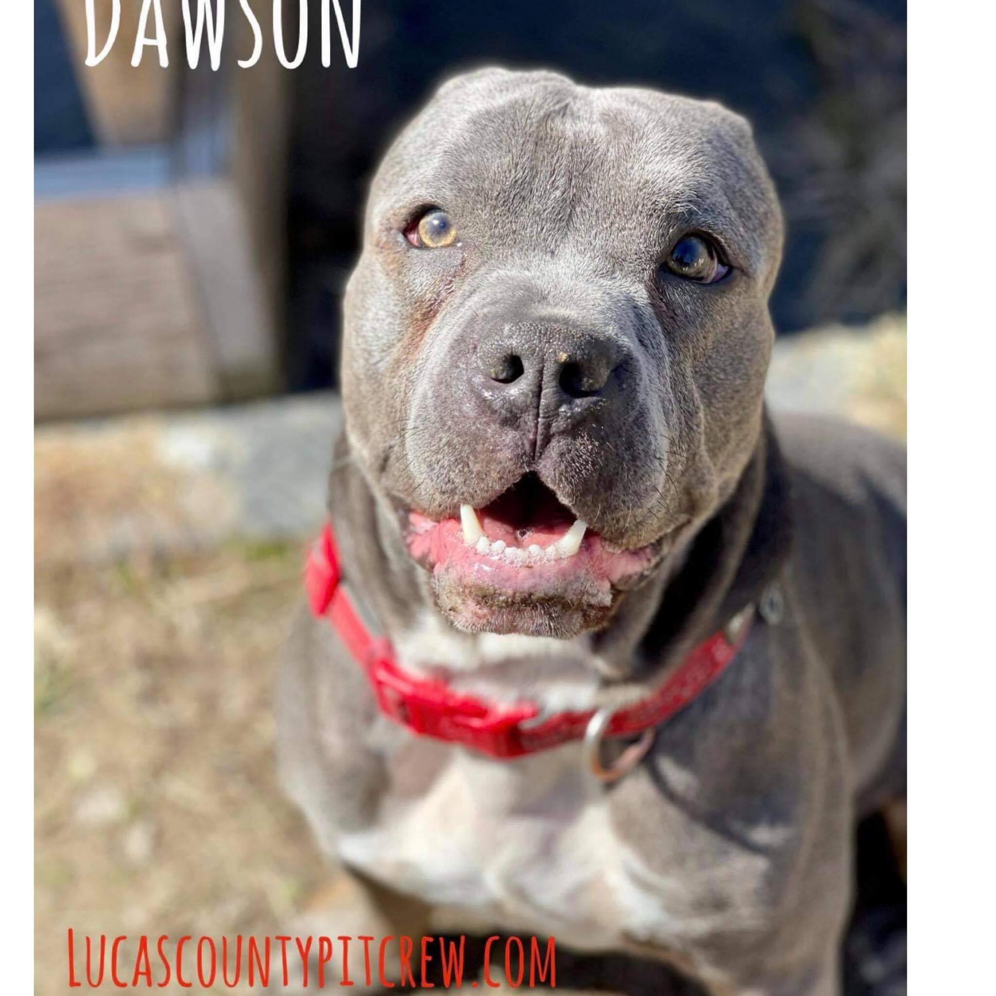 Dawson, an adoptable American Staffordshire Terrier, Pit Bull Terrier in Toledo, OH, 43615 | Photo Image 5