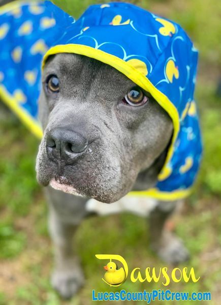 Dawson, an adoptable American Staffordshire Terrier, Pit Bull Terrier in Toledo, OH, 43615 | Photo Image 6