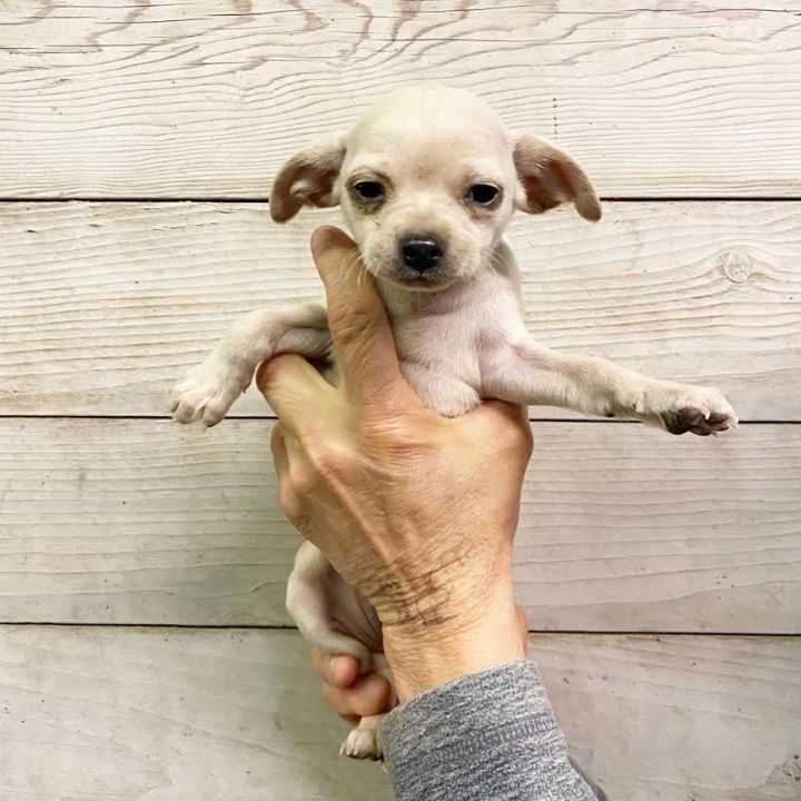 Puppy Stella 1