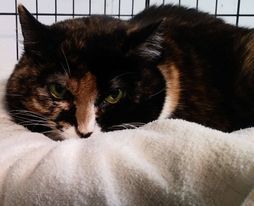 Caramia, an adopted Domestic Short Hair & Calico Mix in Windsor Locks, CT_image-1